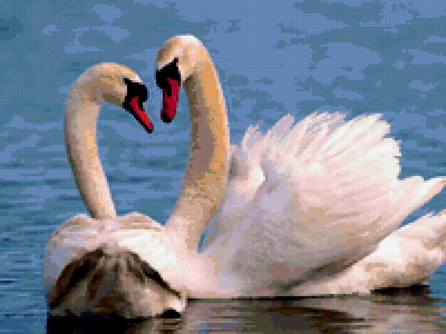 лебеди - птицы, животные, утки - предпросмотр