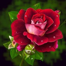 Схема вышивки «Серия "Букет"»