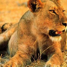 Схема вышивки «львица»