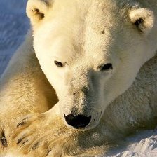 огромный белый медведь