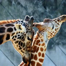 Схема вышивки «жирафы»