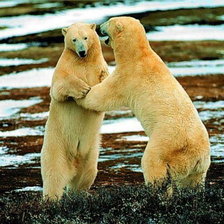 Схема вышивки «белые мишки»