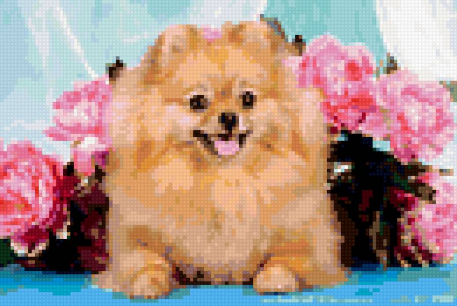 шпиц - предпросмотр