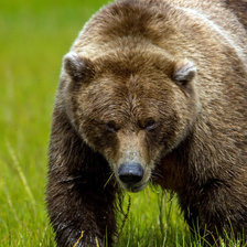 Схема вышивки «медведь14»