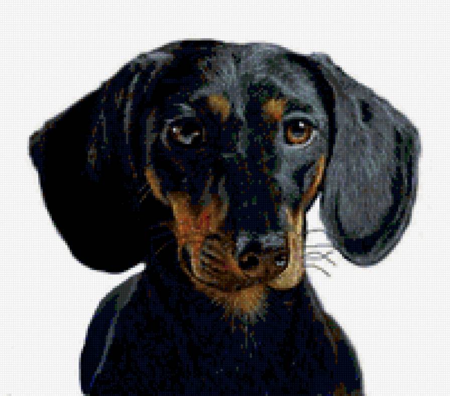 Портрет таксы - собаки, такса - предпросмотр