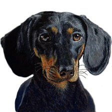 Портрет таксы