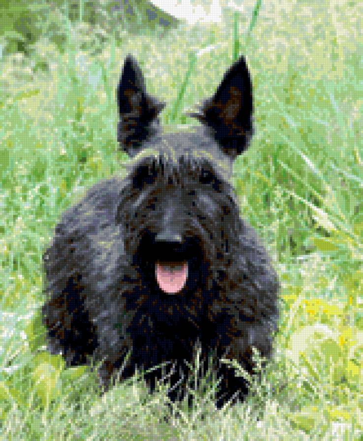 Скотч-терьер - скотч, собака - предпросмотр