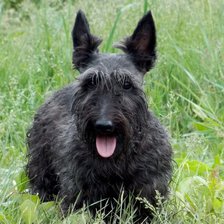 Схема вышивки «Скотч-терьер»