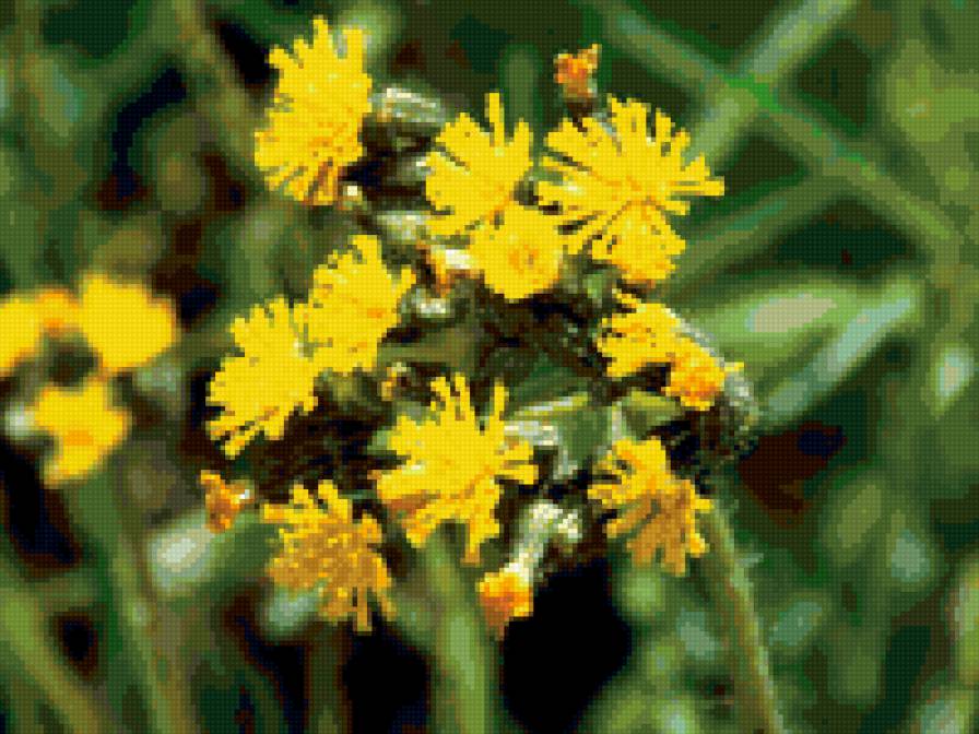 одуванчики - цветы - предпросмотр