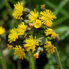 Схема вышивки «одуванчики»
