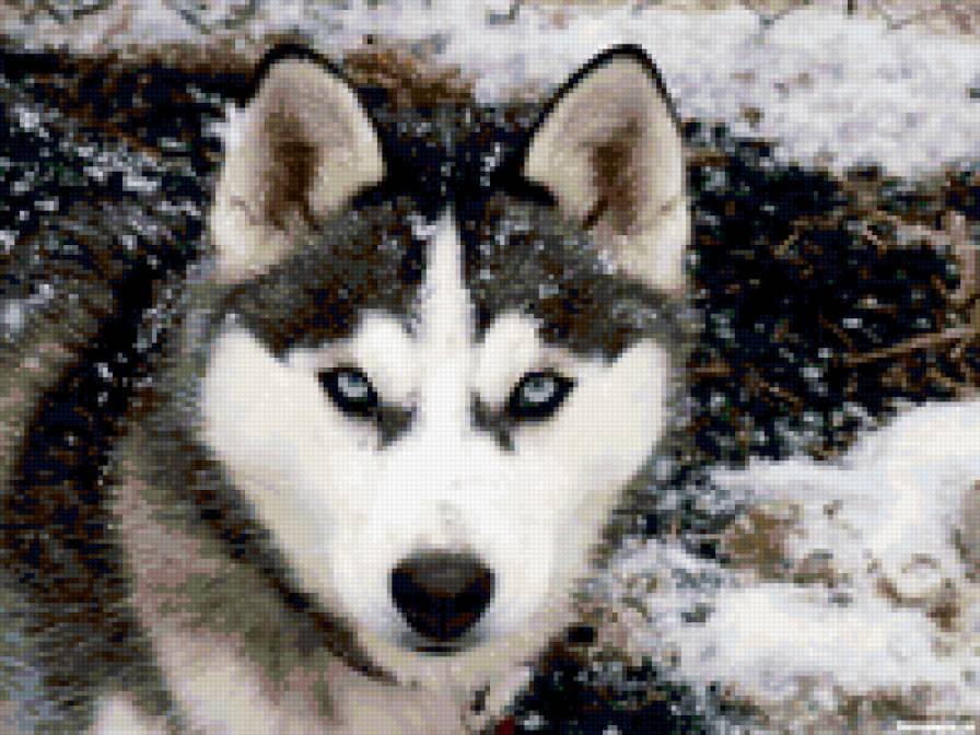 хаски - собаки - предпросмотр