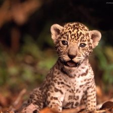 Схема вышивки «котенок»