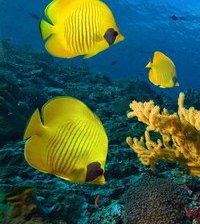 Схема вышивки «рыбки»