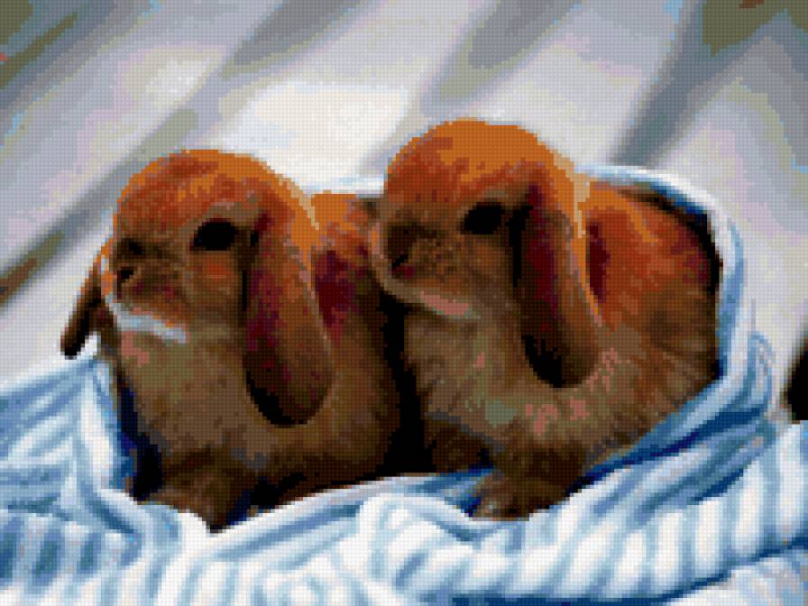 кролики - кролики, зайцы, животные - предпросмотр