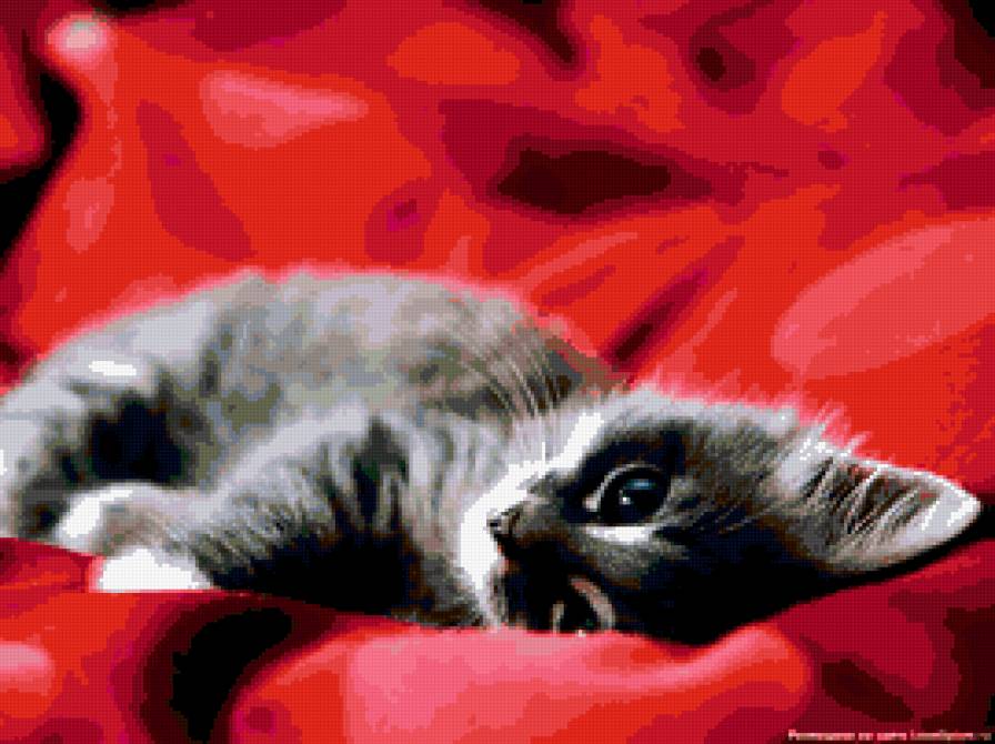 киса - предпросмотр