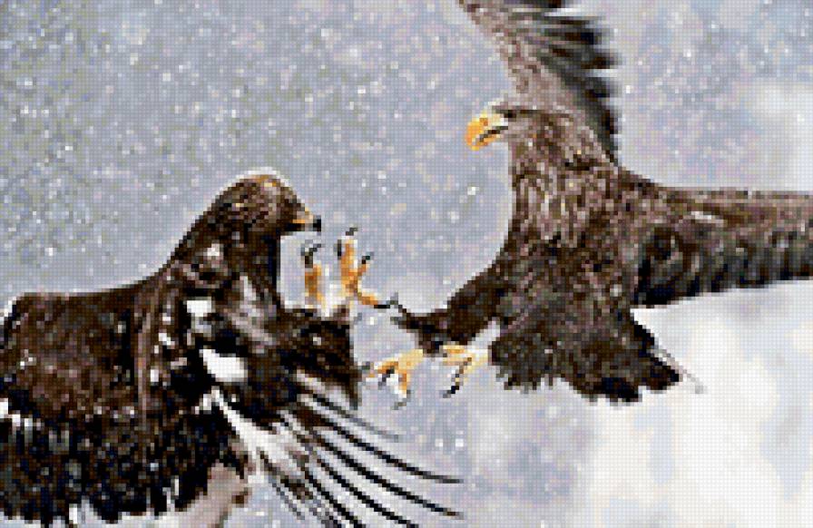 беркут vs орлан - птицы - предпросмотр