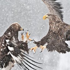 беркут vs орлан