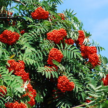 Схема вышивки «рябина кудрявая»