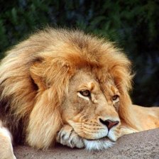 лев, дикие кошки