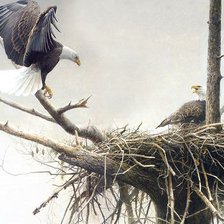 Схема вышивки «Орлы»