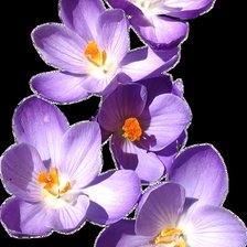 Схема вышивки «№396982»