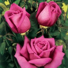 Схема вышивки «розы»