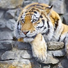 Схема вышивки «тигр»