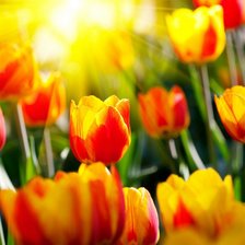 Схема вышивки «Flowers»