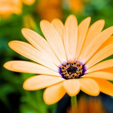 Схема вышивки «Flowers»