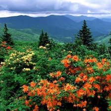 Схема вышивки «альпийский луг»