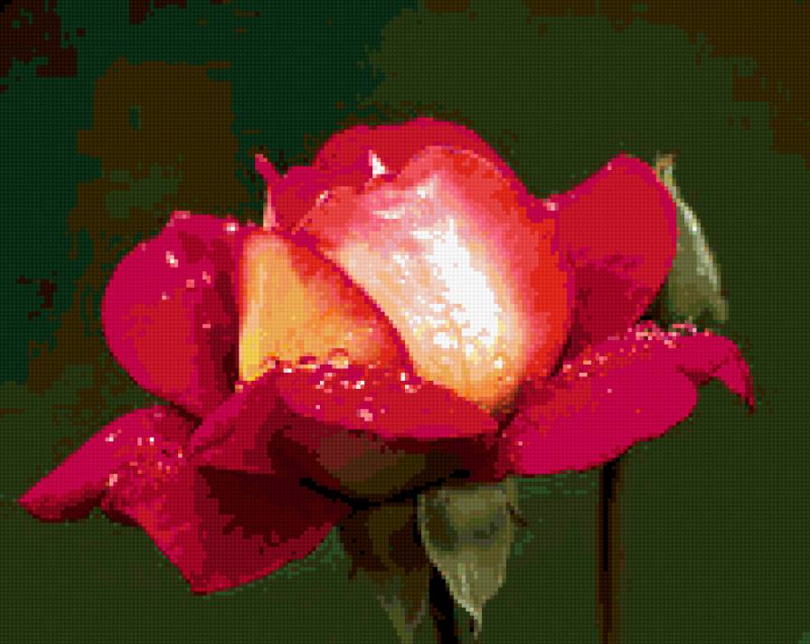 роза - капли, розы, цветы, роза, цветок - предпросмотр