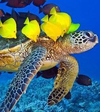 Схема вышивки «Морские обитатели»