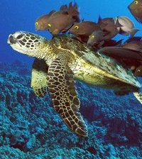 Схема вышивки «Море»