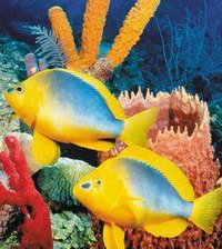 Схема вышивки «Рыбки»