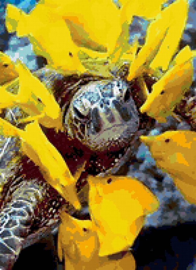 Черепаха - предпросмотр