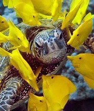 Схема вышивки «Черепаха»