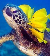 Схема вышивки «Черепашка»