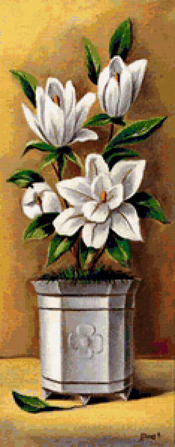 магнолия - цветы - предпросмотр