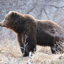 Схема вышивки «медведь16»