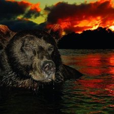 Схема вышивки «медведь20»