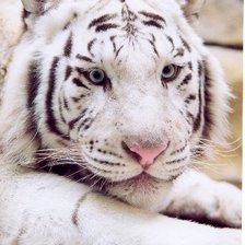 Схема вышивки «бенгальский тигр»