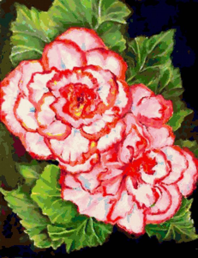 Серия "Букет" - бегонии, цветы, букет - предпросмотр