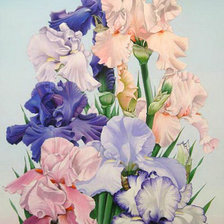 Схема вышивки «ирисы»