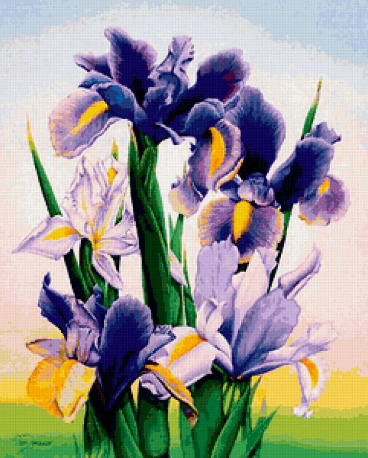 ирисы - предпросмотр