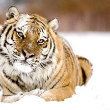 Схема вышивки «тигр»