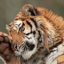 Схема вышивки «тигр»