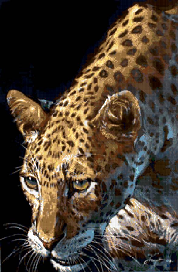 дикие кошки - предпросмотр