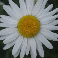 Схема вышивки «ромашка»