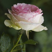 Схема вышивки «№398276»