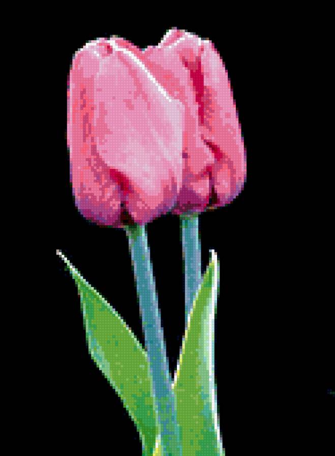 №398285 - цветы, тюльпаны - предпросмотр